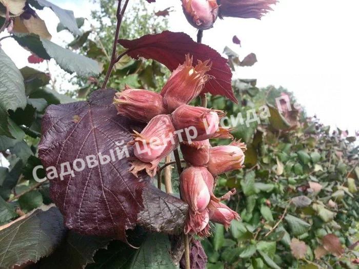 Фундук Лещина Пушкинский красный (Pushkinskii krasnyii) Фундук Лещина Пушкинский красный (Pushkinskii krasnyii)