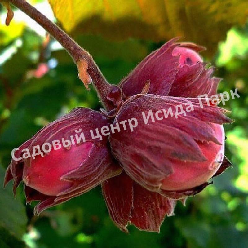 Фундук Лещина Пушкинский красный (Pushkinskii krasnyii) Фундук Лещина Пушкинский красный (Pushkinskii krasnyii)