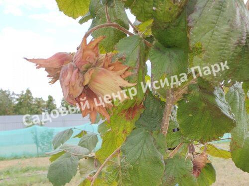 Фундук Лещина Пушкинский красный (Pushkinskii krasnyii) Фундук Лещина Пушкинский красный (Pushkinskii krasnyii)