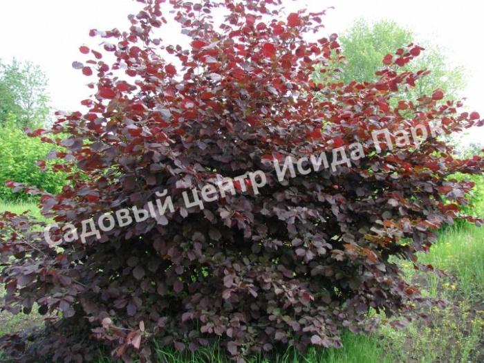 Фундук Лещина Пушкинский красный (Pushkinskii krasnyii) Фундук Лещина Пушкинский красный (Pushkinskii krasnyii)