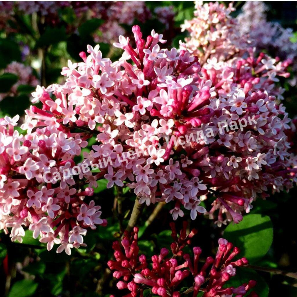 Сирень Мейера Ред Пикси, Красная фея (Red Pixi)