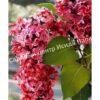 Сирень Мейера Ред Пикси, Красная фея (Red Pixi) 5