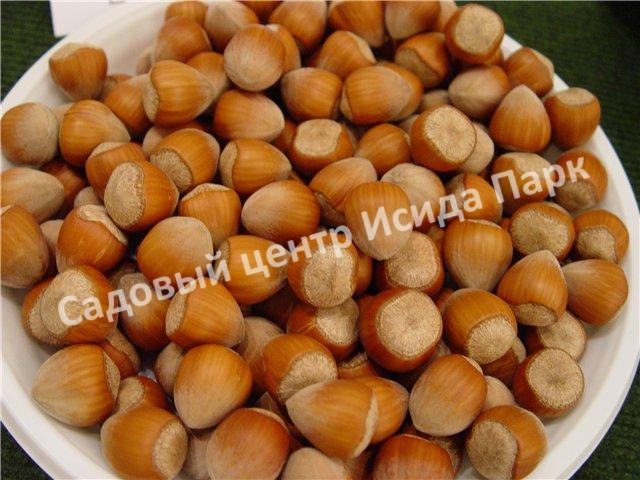 Лещина Римская (Roman) Лещина Римская (Roman)