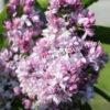 Сирень Роза Москвы (Syringa vulgaris Rose de Moscou) 6
