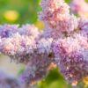 Сирень Роза Москвы (Syringa vulgaris Rose de Moscou) 7