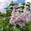 Сирень Роза Москвы (Syringa vulgaris Rose de Moscou) 8