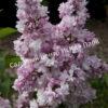 Сирень Роза Москвы (Syringa vulgaris Rose de Moscou) 5