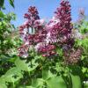 Сирень Карнавал (Syringa Karnaval) 6