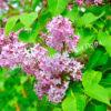 Сирень Карнавал (Syringa Karnaval) 7