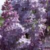 Сирень Дюк де Масса (Duc de Massa) 24