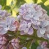 Сирень Аукубафолия (Aucubaefolia) 10