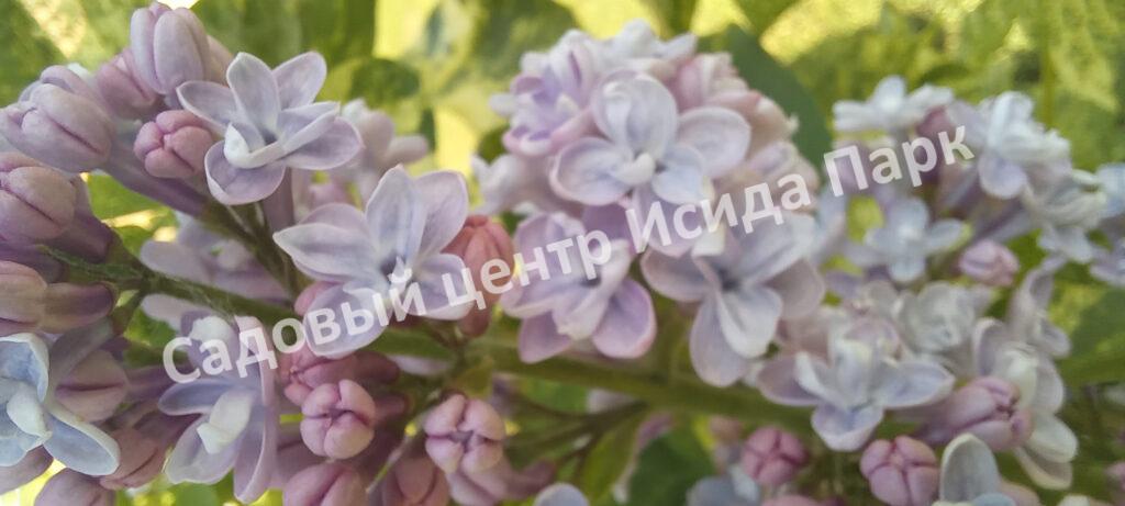 Сирень Аукубафолия (Aucubaefolia)