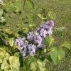 Сирень Аукубафолия (Aucubaefolia) 9