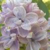 Сирень Аукубафолия (Aucubaefolia) 11
