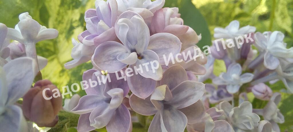 Сирень Аукубафолия (Aucubaefolia)