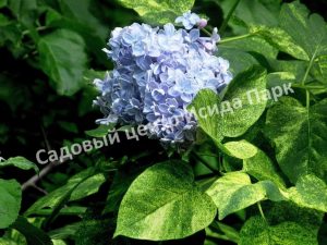 Сирень Аукубафолия (Aucubaefolia)