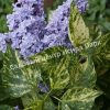 Сирень Аукубифолия (Aucubaefolia) 3
