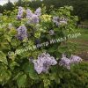 Сирень Аукубифолия (Aucubaefolia) 2