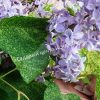 Сирень Аукубифолия (Aucubaefolia) 1