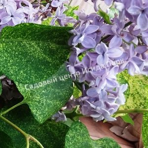 Сирень Аукубифолия (Aucubaefolia)