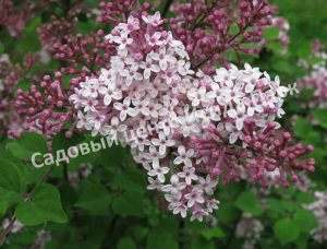 Сирень Мейера Джози (Josee)