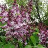 Сирень Фантазия, Фентези (Fantaziya) 2