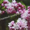 Сирень Фантазия, Фентези (Fantaziya) 3
