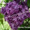 Сирень Фрэнк Патерсон (Frank Paterson) 1