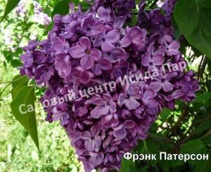 Сирень Фрэнк Патерсон (Frank Paterson)
