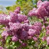 Сирень Русский гиацинт (Russian Hyacinth) 3