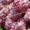 Сирень Русский гиацинт (Russian Hyacinth) 7