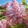 Сирень Русский гиацинт (Russian Hyacinth) 4