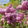Сирень Русский гиацинт (Russian Hyacinth) 8