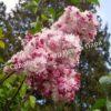 Сирень Русский гиацинт (Russian Hyacinth) 5