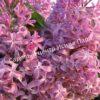 Сирень Русский гиацинт (Russian Hyacinth) 6