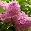 Сирень Русский гиацинт (Russian Hyacinth) 2