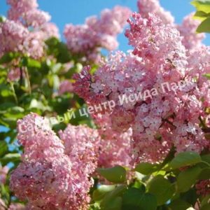 Сирень Русский гиацинт (Russian Hyacinth)
