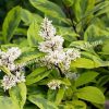 Сирень гималайская Ауреовариегата (emodi Aureovariegata) 1