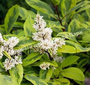 Сирень гималайская Ауреовариегата (emodi Aureovariegata)