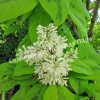 Сирень гималайская Ауреовариегата (emodi Aureovariegata) 2
