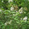 Сирень гималайская Ауреовариегата (emodi Aureovariegata) 4
