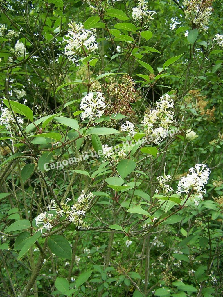 Сирень гималайская Ауреовариегата (emodi Aureovariegata)