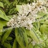 Сирень гималайская Ауреовариегата (emodi Aureovariegata) 3