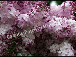 Сирень Гортензия (Gotensiia)