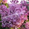 Сирень Карнавал (Syringa Karnaval) 2