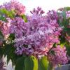 Сирень Карнавал (Syringa Karnaval) 8
