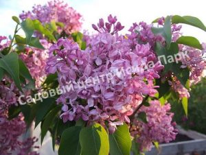 Сирень Карнавал (Syringa Karnaval)