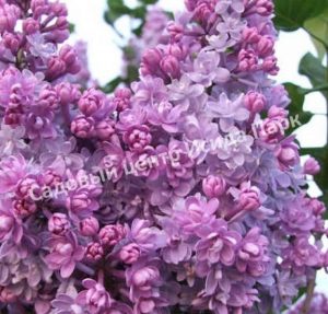 Сирень Колхозница (Kolhoznitsa)