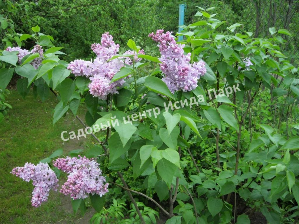 Сирень Маршал Ланн (Marschall Lannes)