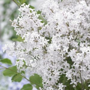 Сирень мейера Флауэрфест Вайт (Flowerfest White)